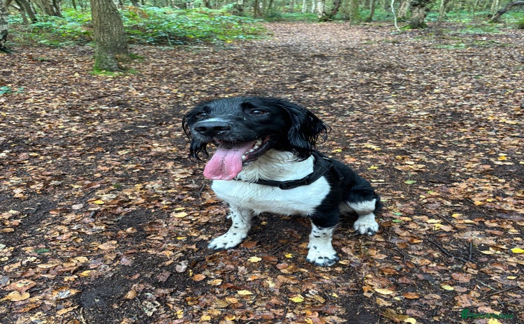 English Springer Spaniel dogs - Advert 1