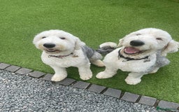 Old English Sheepdog dogs for sale: Old English puppies - Image 15