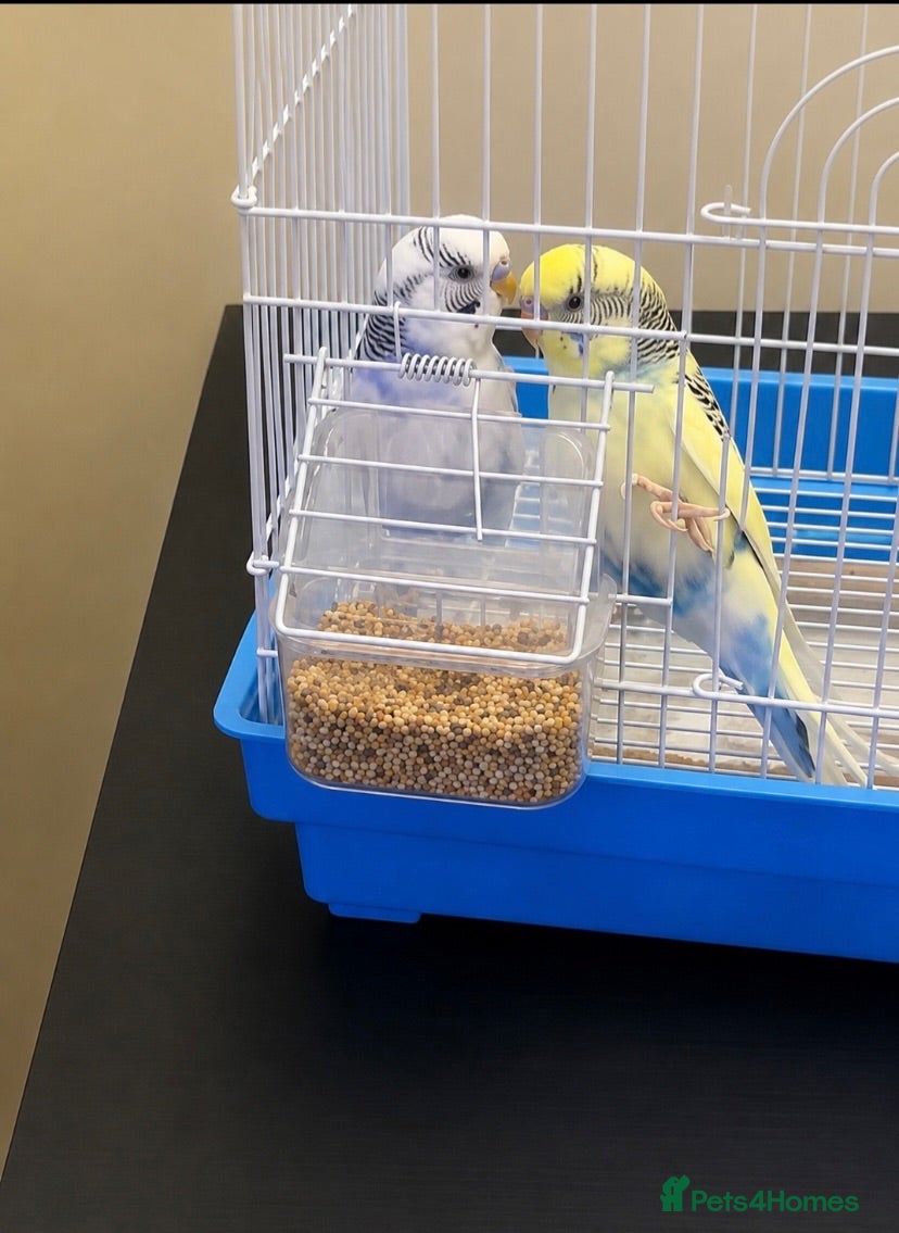 Budgerigars birds Pair of budgies - Advert 3