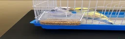 Budgerigars birds for sale: Pair of budgies - Advert 1