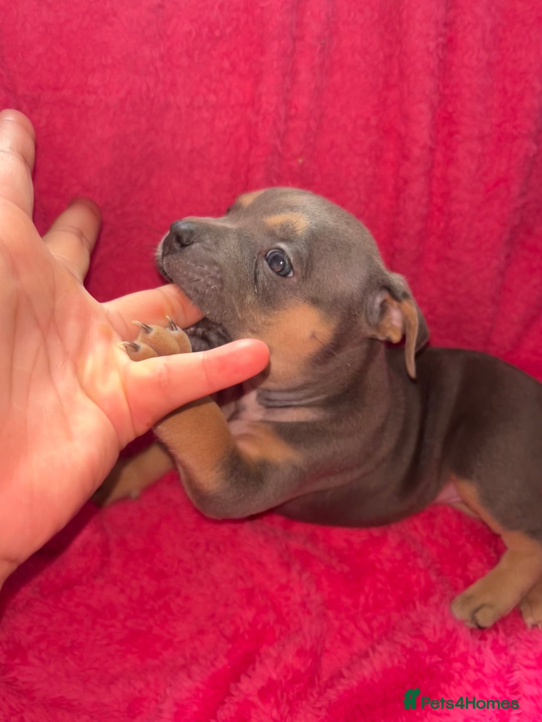 Mixed Breed dogs for sale: Beautiful chunky bully cross staffy pups tri /fawn - Image 10