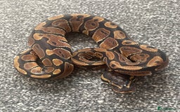 Python Snake reptiles for sale: Albino & 66% Het Pied Royal Python (Ball Python) - Image 3