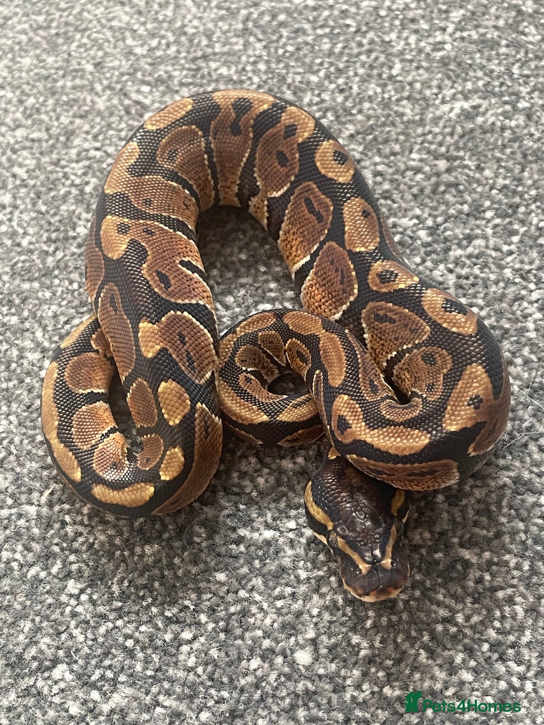 Python Snake reptiles for sale: Albino & 66% Het Pied Royal Python (Ball Python) - Image 3
