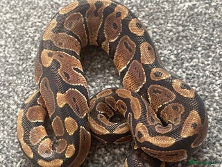 Python Snake reptiles - Advert 40