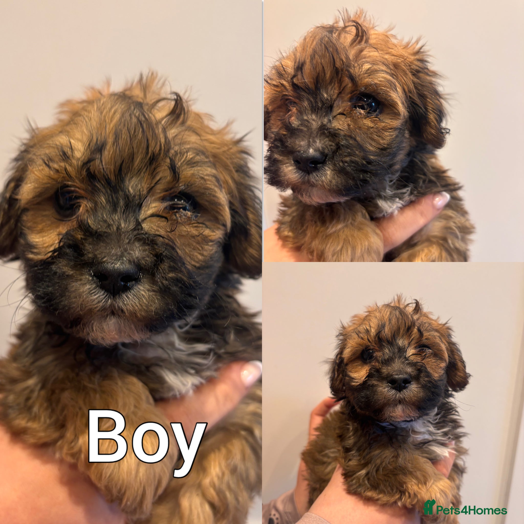 Maltipoo dogs Stunning F1 Fully Health Tested Maltipoo Babies - Advert 2