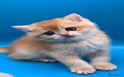 British Shorthair cats for sale: GCCF BSH BY12 GOLDEN CHOCOLATE KITTENS  - Image 9