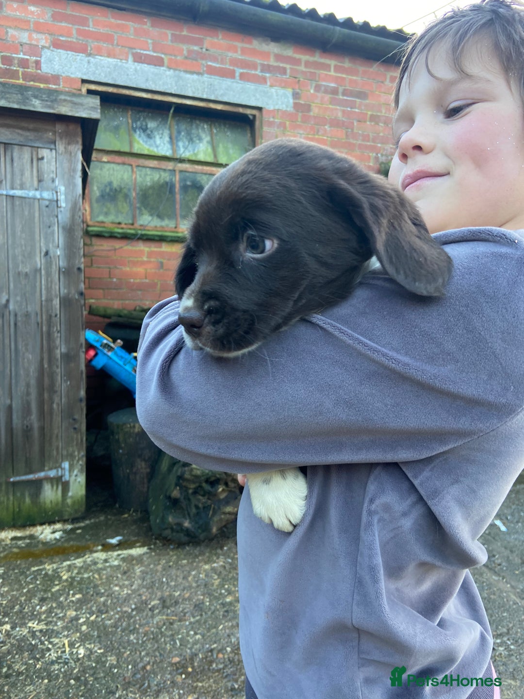 English Springer Spaniel dogs for sale: 2 springer puppies for sale  - Advert 9