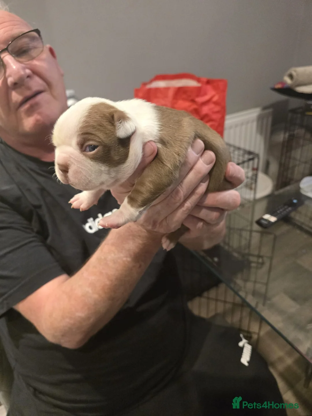 Boston Terrier dogs for sale: BEAUTIFUL BOSTON TERRIER PUPS  - Advert 28