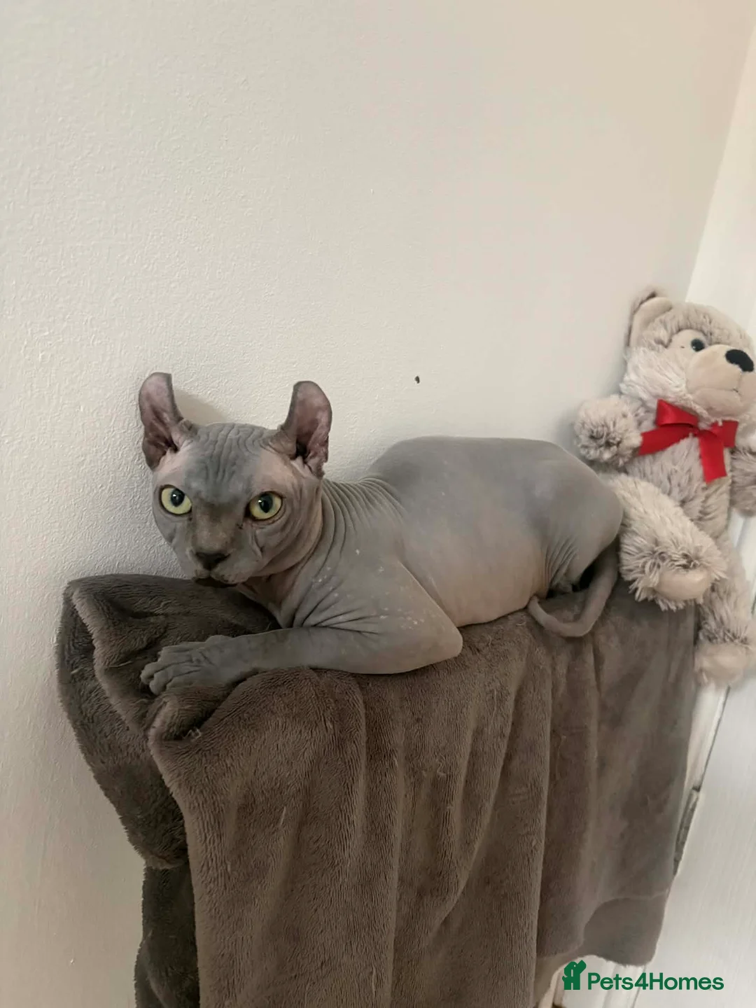 Sphynx cats for stud: Proven Blue Male Available for Stud - Advert 1