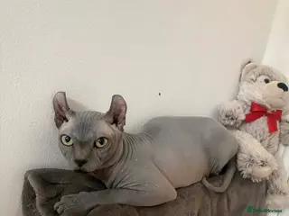 Sphynx cats Proven Blue Male Available for Stud - Advert 5