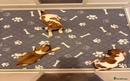 Jack Russell dogs for sale: 3 Jack Russell Puppies Ready to go  - Image 2