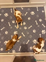 Jack Russell dogs - Advert 2