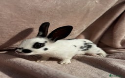 Mixed Breed rabbits for sale: A litter Of Stunning Babies Available to Reserve - Image 3