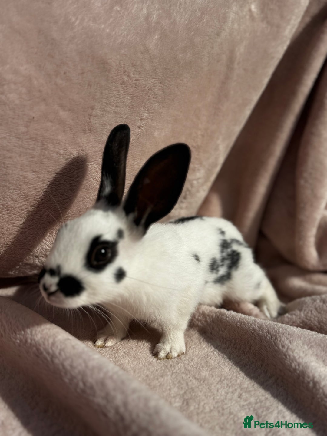 Mixed Breed rabbits for sale: A litter Of Stunning Babies Available to Reserve - Image 3