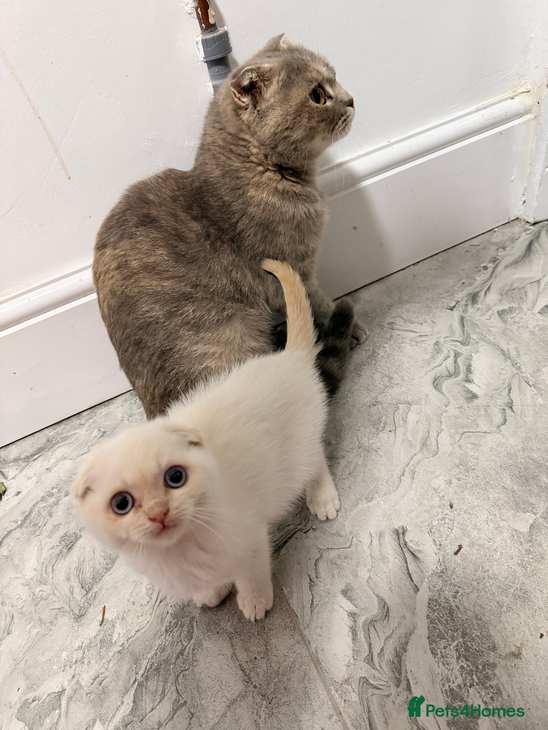 Scottish Fold cats for sale: Sweet Baby Foldie 🐱🐾 - Image 12