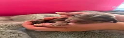 Cavapoo dogs for sale: Cavapoo puppies - Advert 7