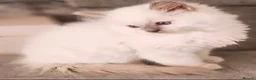 Ragdoll cats for sale: Lilac ragdoll males  - Advert 12
