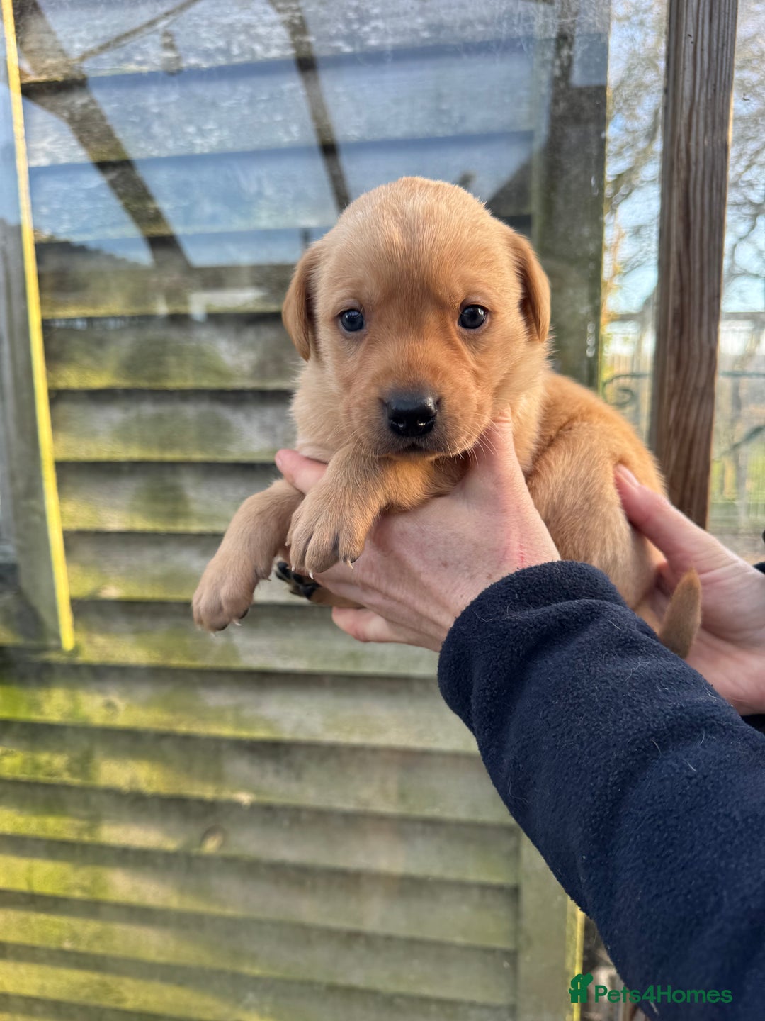 Labrador Retriever dogs for sale: 1st Class ⭐️⭐️⭐️⭐️⭐️ Licensed - Advert 8