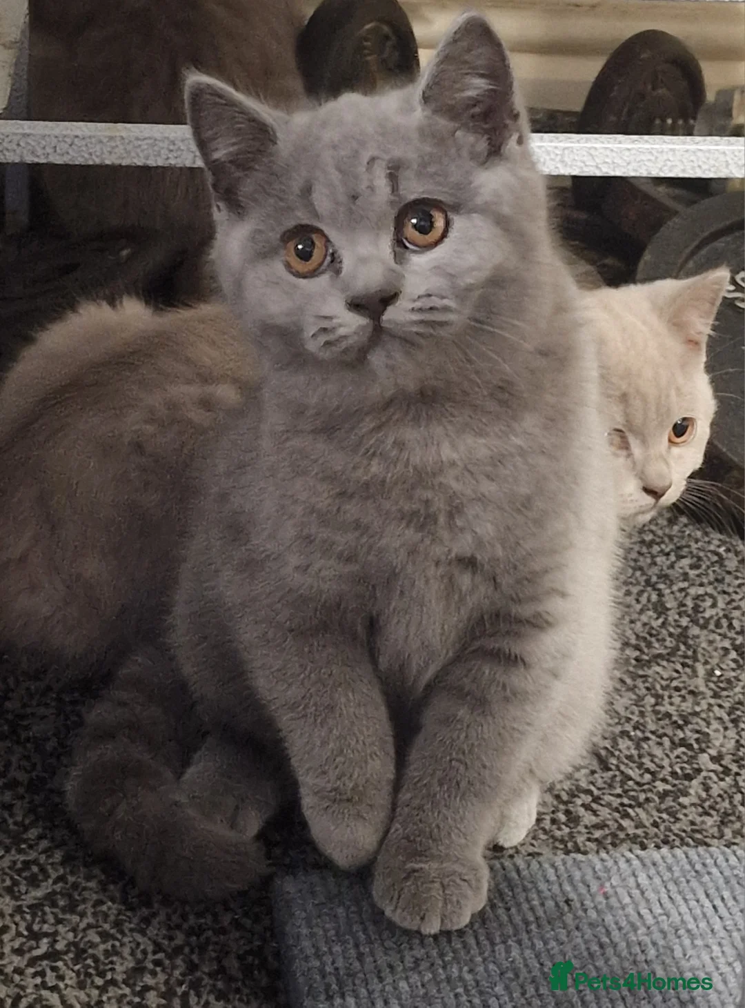 British Shorthair cats for sale: Male British Shorthair Kitten! - Advert 5
