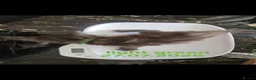 Maine Coon cats for sale: TICA Maine Coon Boy Last Kitten Available. - Advert 2