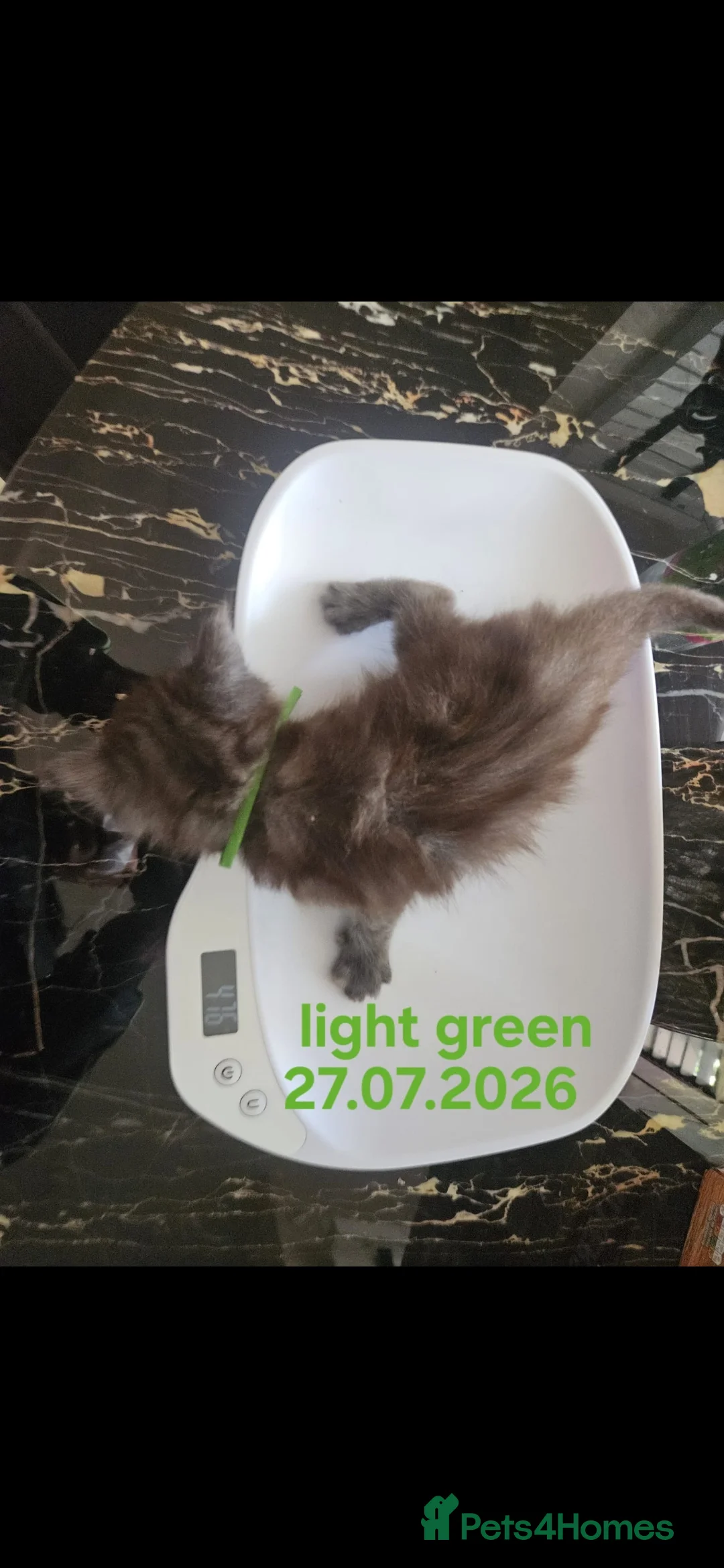 Maine Coon cats for sale: TICA Maine Coon Boy Last Kitten Available. - Advert 2
