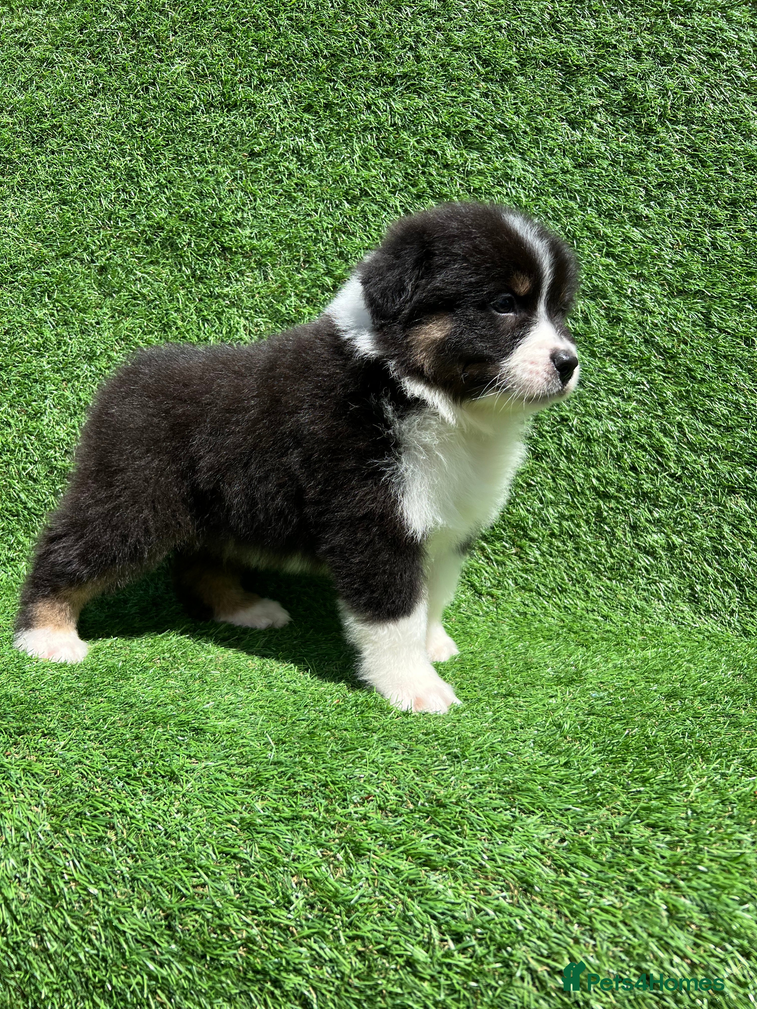 Australian Shepherd dogs Australian Shepherd Puppies  - Advert 1