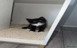 Mixed Breed cats for sale: Mixed breed kittens - Image 22