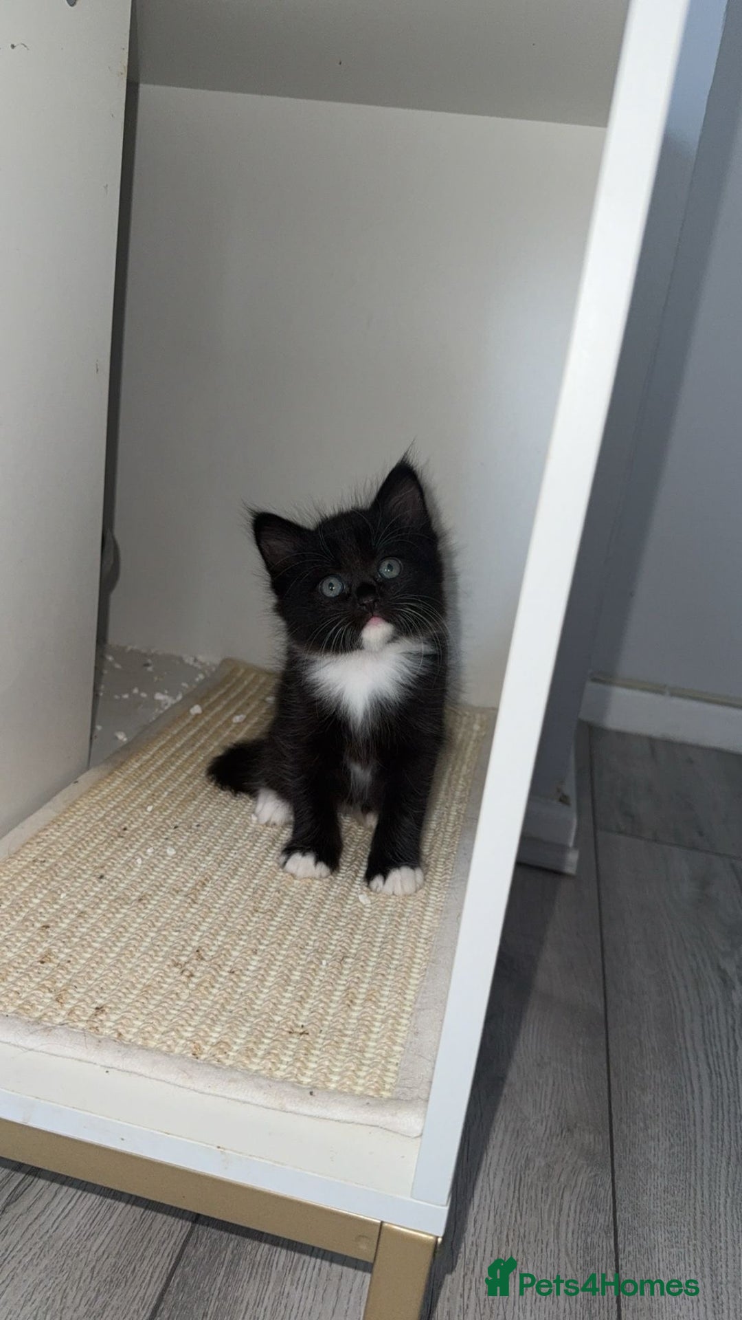 Mixed Breed cats for sale: Mixed breed kittens - Image 22