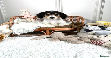 Miniature Dachshund dogs - Advert 15