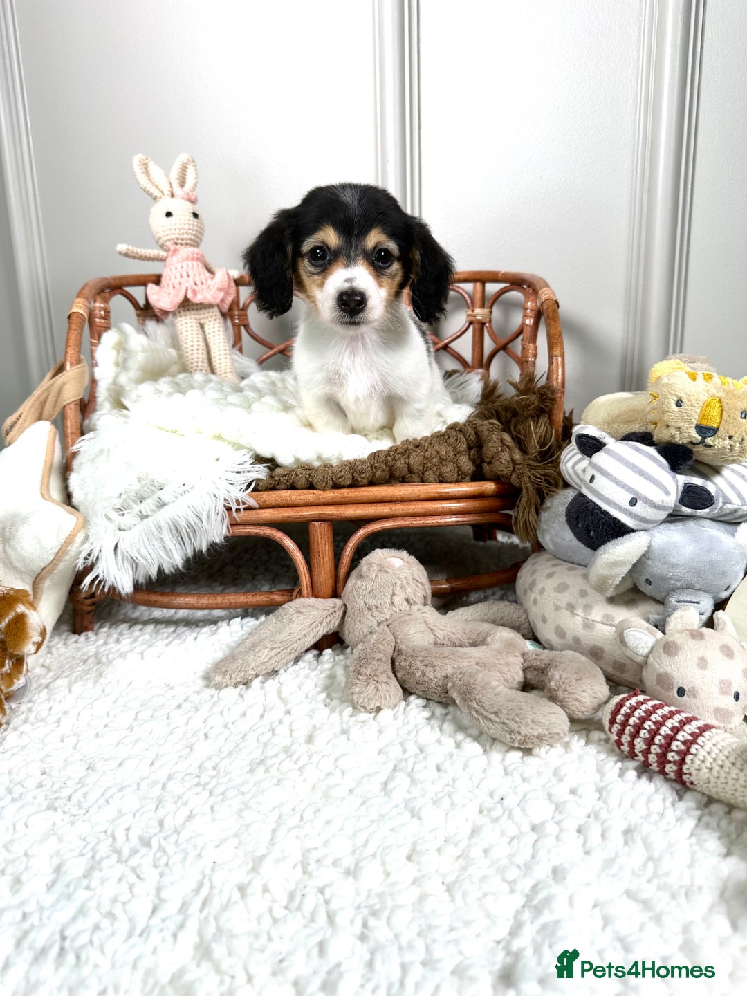 Miniature Dachshund dogs for sale: 𝕃𝕠𝕟𝕘 𝕙𝕒𝕚𝕣 𝕞𝕚𝕟𝕚 𝔻𝕒𝕔𝕙𝕤𝕙𝕦𝕟𝕕𝕤 - Image 2