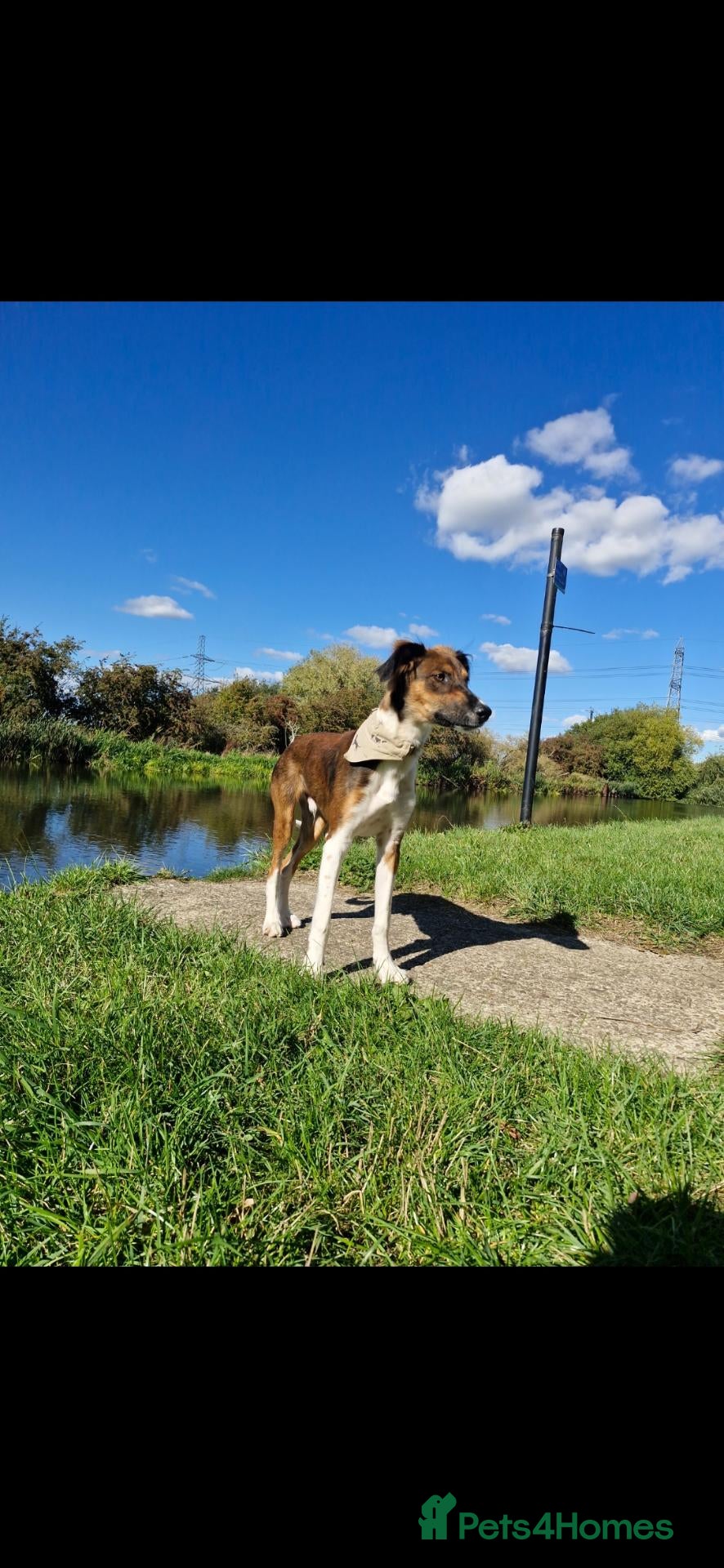 Mixed Breed dogs Loki – 18-Month-Old Saluki Cross Male Family Dog - Advert 1