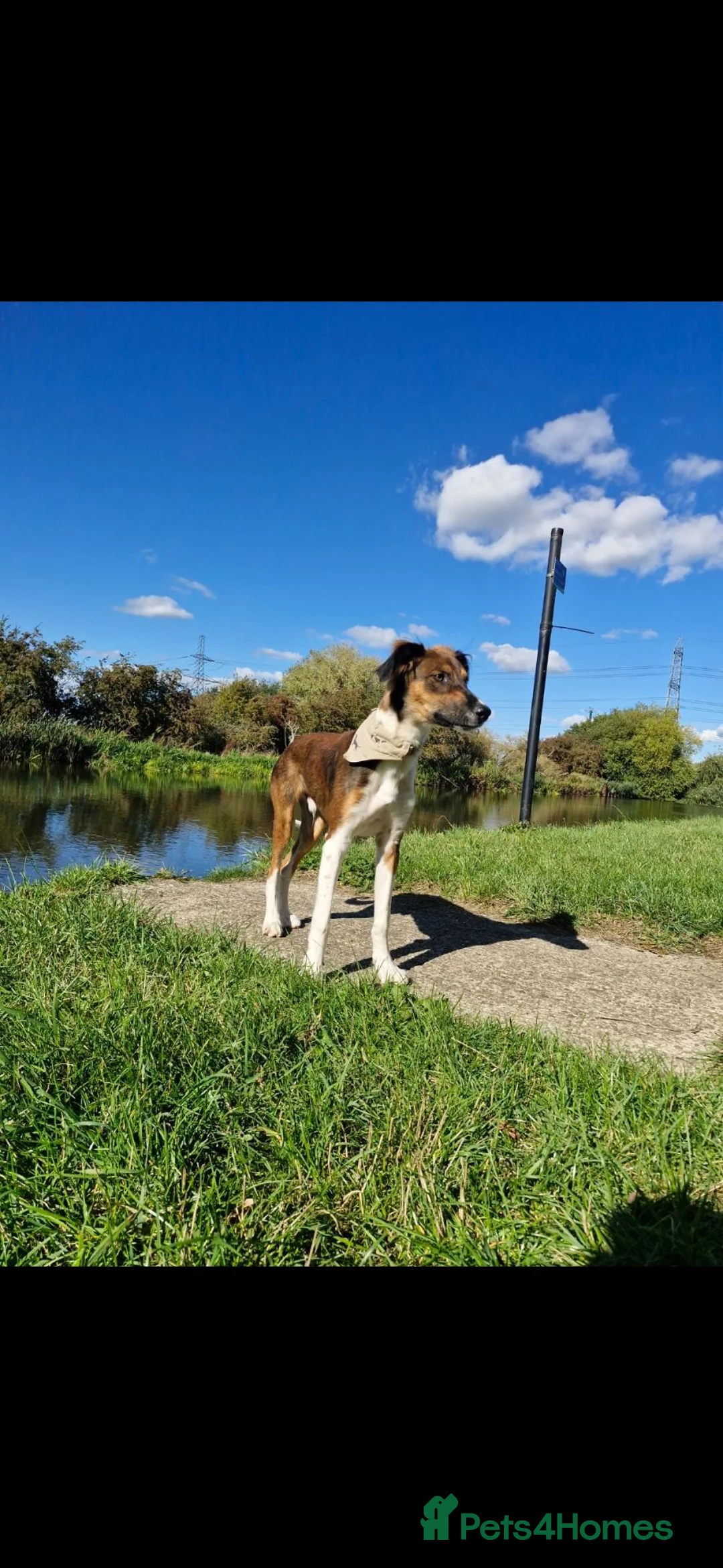 Mixed Breed dogs for sale: Loki – 18-Month-Old Saluki Cross Male Family Dog - Advert 1