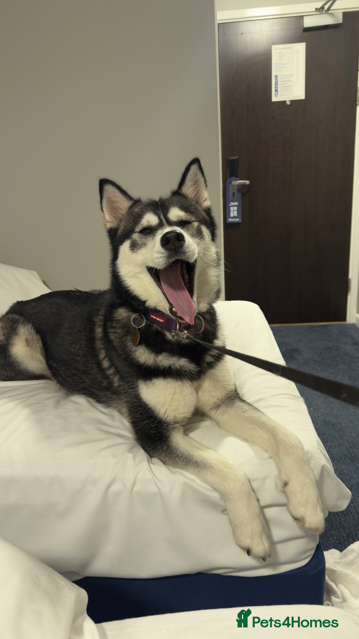 Siberian Husky dogs Beautiful, kind Siberian Husky Girl  - Advert 11