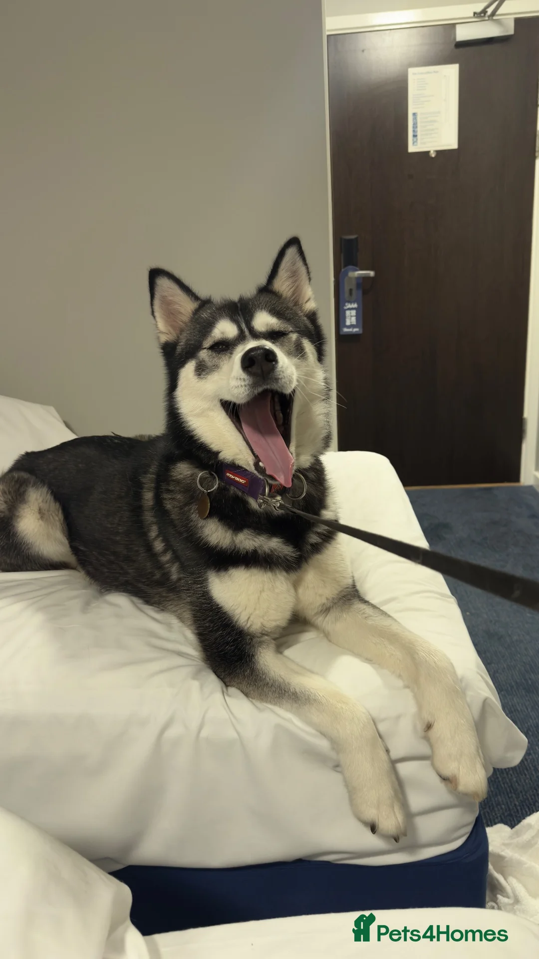 Siberian Husky dogs for sale: Beautiful, kind Siberian Husky Girl  - Advert 1