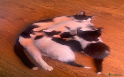 Domestic Shorthair cats for sale: Luna, Snow, Minx & Oreo - 10 Weeks old - Image 8