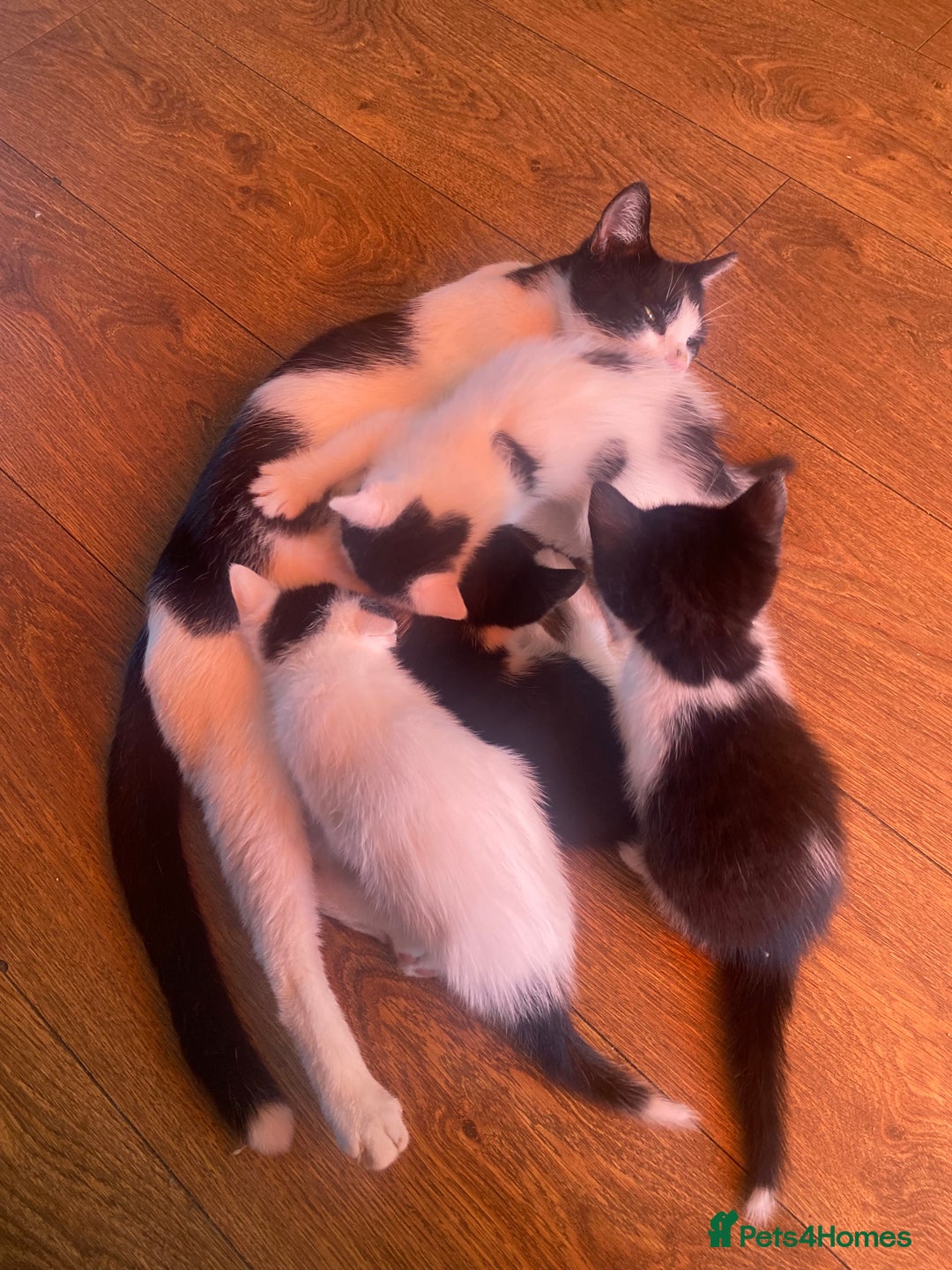 Domestic Shorthair cats for sale: Luna, Snow, Minx & Oreo - 10 Weeks old - Image 8