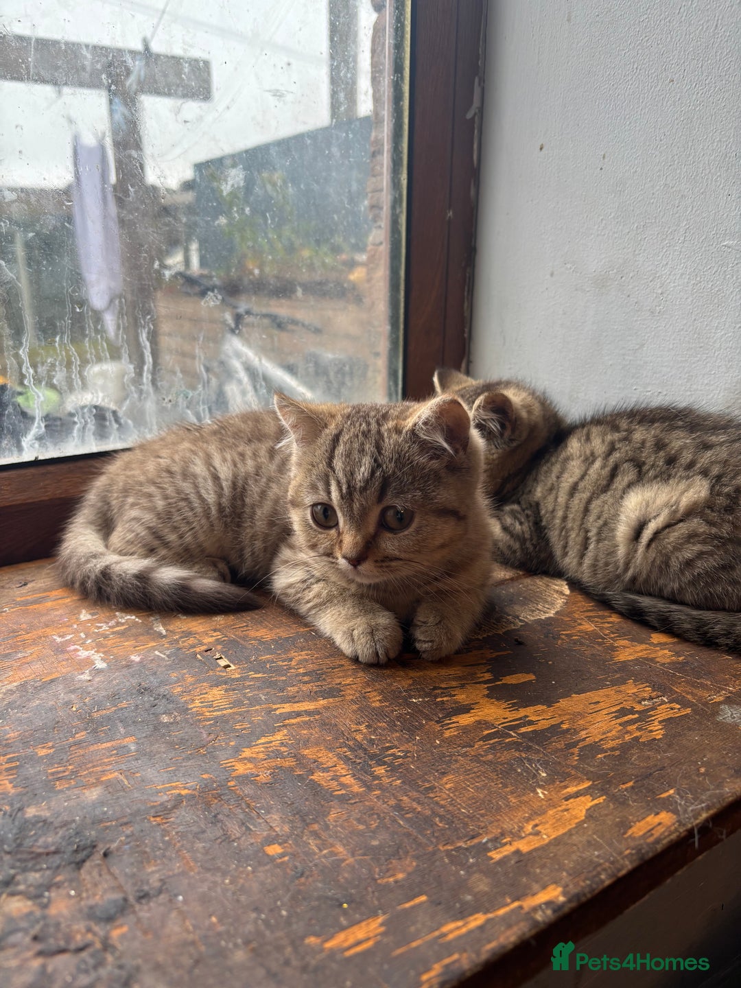 British Shorthair cats for sale: 4 beautiful girls  - Image 5