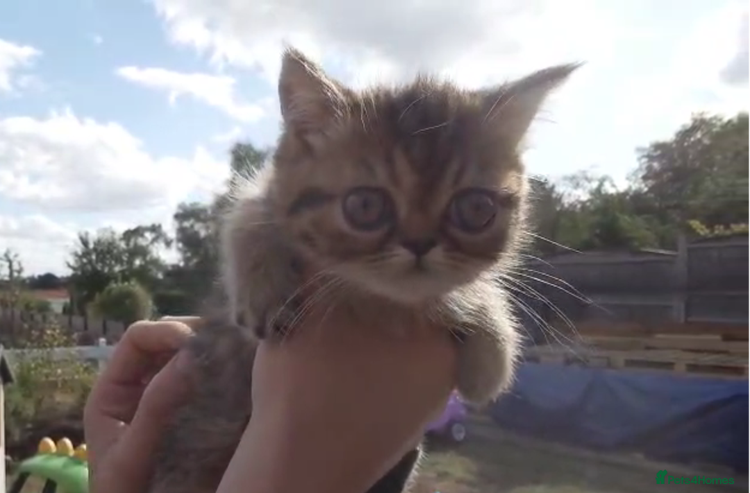 Persian cats for sale: Persian kittens KC Registered with pedigree - Image 34