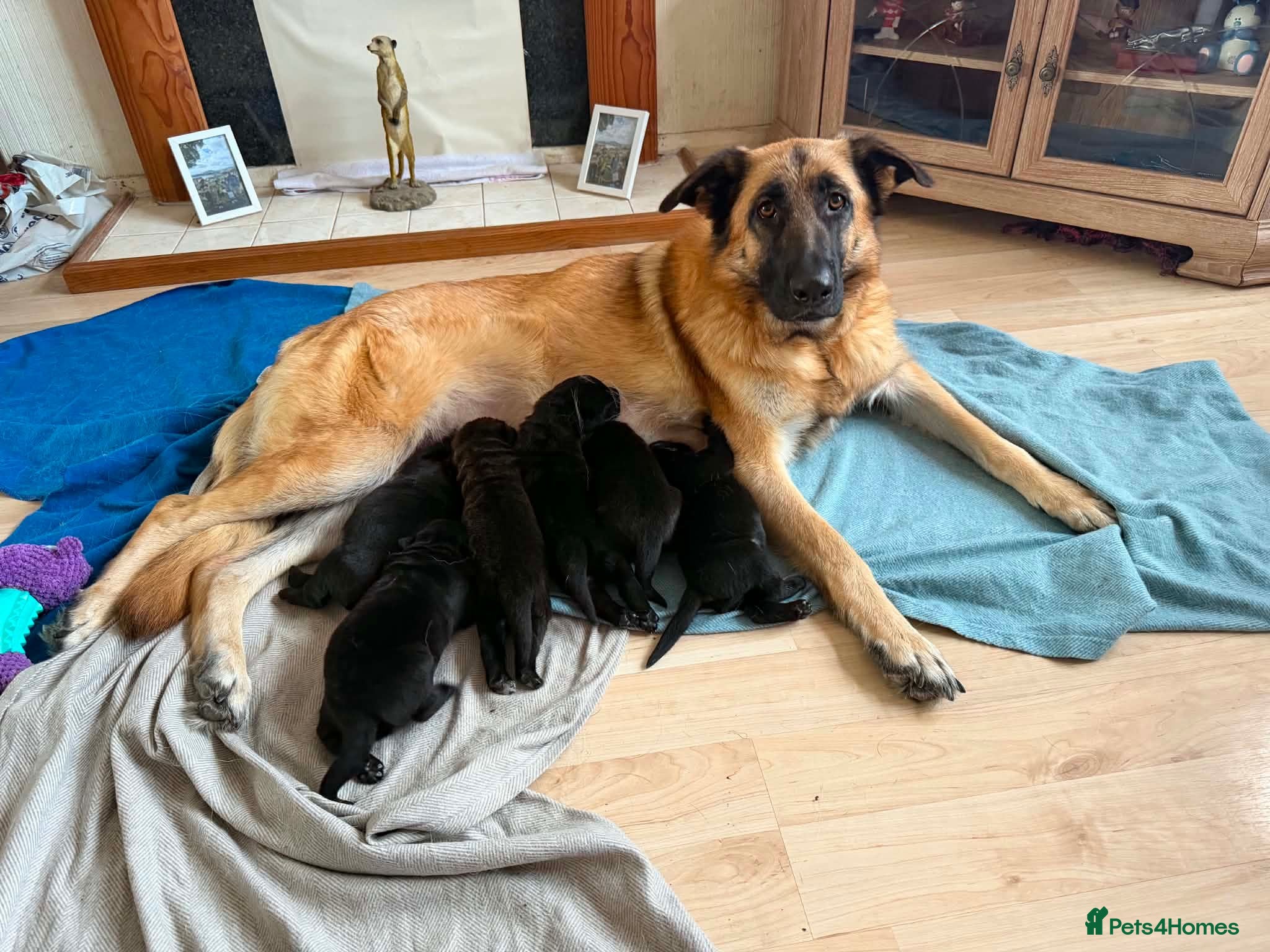 Sheprador dogs German Shepherd x Labrador pups - Advert 2