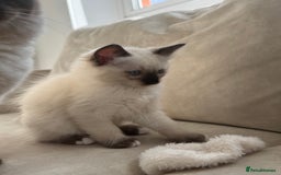 Ragdoll cats for sale: Purebred Ragdoll  - Image 4