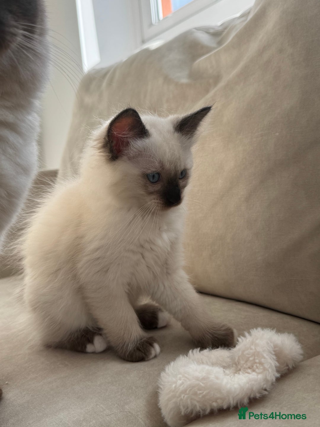 Ragdoll cats for sale: Purebred Ragdoll  - Image 4