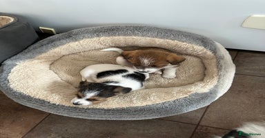 Jack Russell dogs - Advert 13