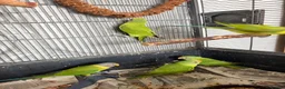 Parakeets birds for sale: Plum Headed Parakeet - Advert 5