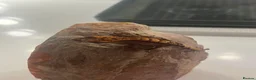 Gecko reptiles for sale: Stunning baby crested geckos - Advert 10