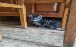 British Longhair cats for sale: Lovely kittens from super-sociable home! - Image 12