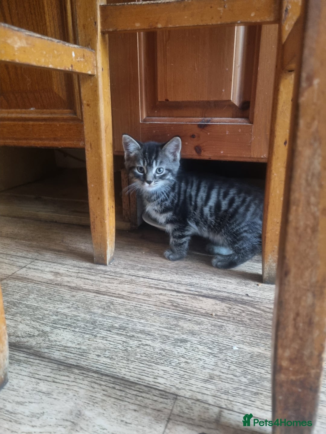 British Longhair cats for sale: Lovely kittens from super-sociable home! - Image 12