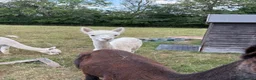 Alpaca livestock for sale: Group of Alpaca for sale - Advert 4