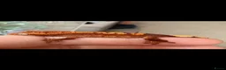 Gecko reptiles for sale: Crested gecko babies  - Advert 15