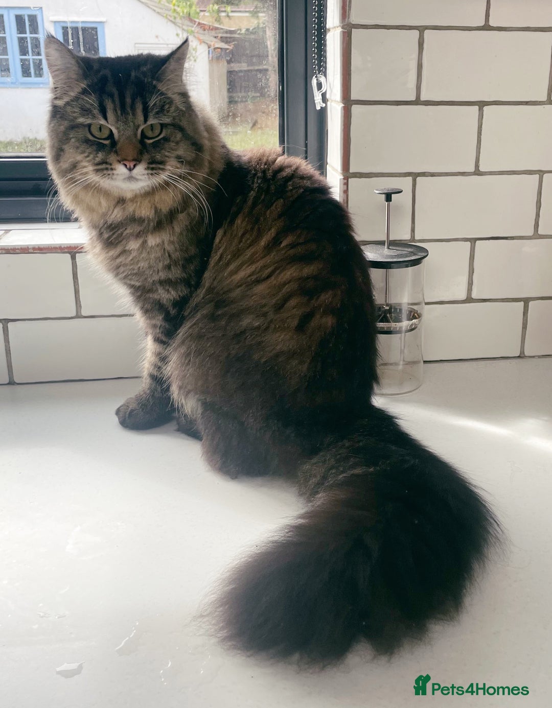 Siberian cats for sale: Siberian kittens for sale - Advert 8