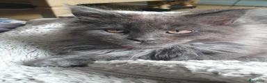 Maine Coon Kitten 1
